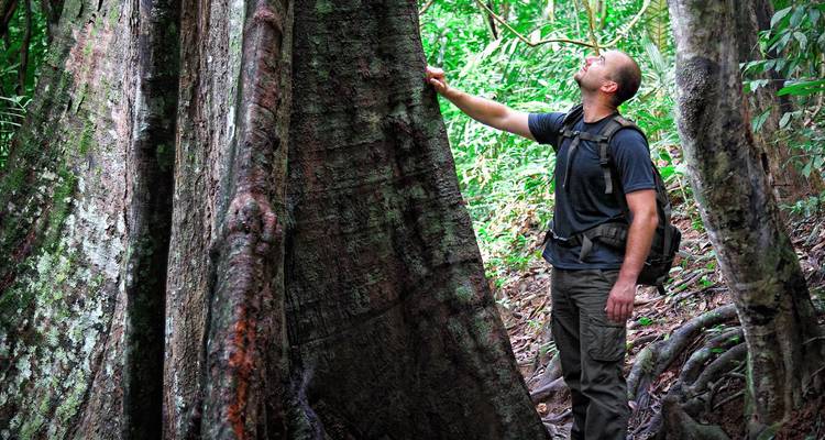 Randonneur masculin dans la luxuriante forêt tropicale malaisienne levant les yeux vers un tronc d'arbre massif tout en portant un sac à dos.