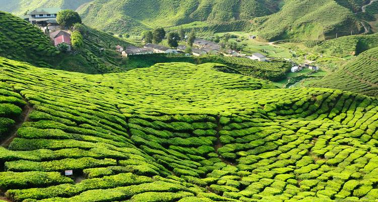Exuberantes plantaciones de té ondulantes que forman patrones de un verde vibrante en las Tierras Altas de Cameron.