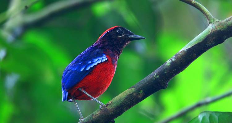 Un pájaro de colores brillantes posado en una rama cubierta de musgo en medio del follaje verde y denso.