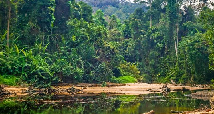 Een rustige jungle rivier weerspiegelt het dichte smaragdgroene regenwoud aan zijn oevers