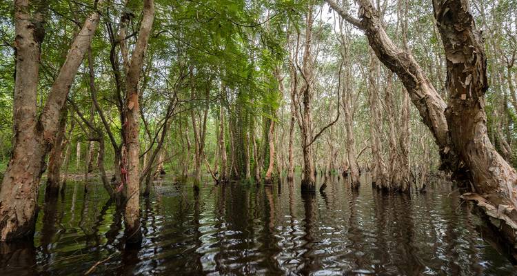 Dense mangrove trees with water reflecting their trunks.