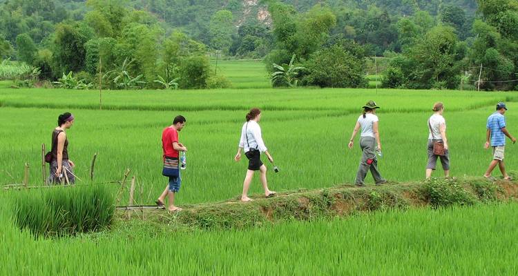 Grupo de personas caminando por un campo de arroz.
