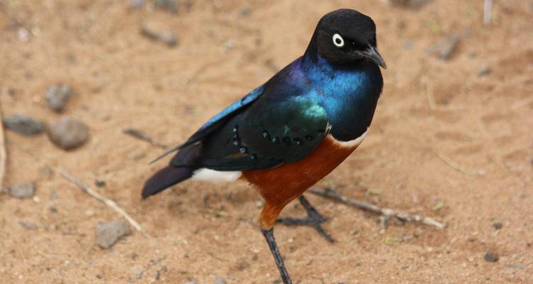 Colorful bird standing on sandy ground.