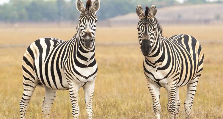 Dos cebras paradas en una llanura con hierba.