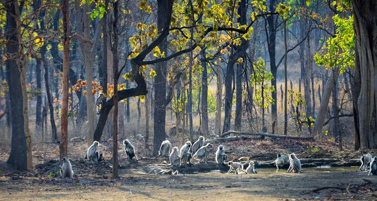 Waldlichtung mit einer Gruppe von Affen in der Nähe von Wasser.