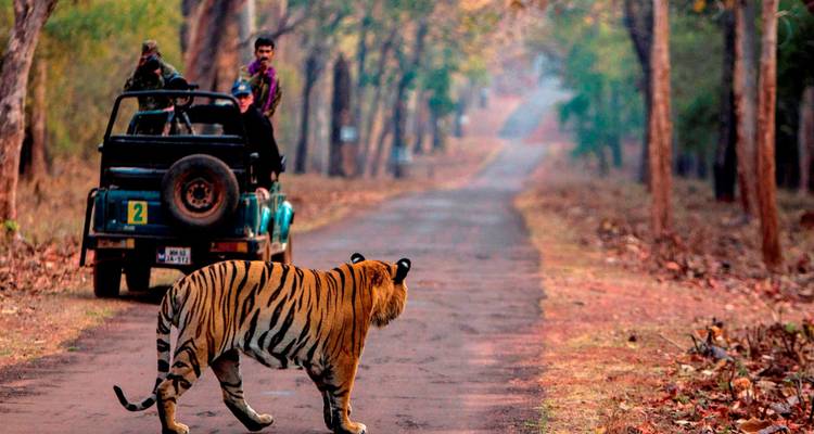 Tiger, der eine Straße überquert, mit Touristen in einem Jeep in der Nähe.