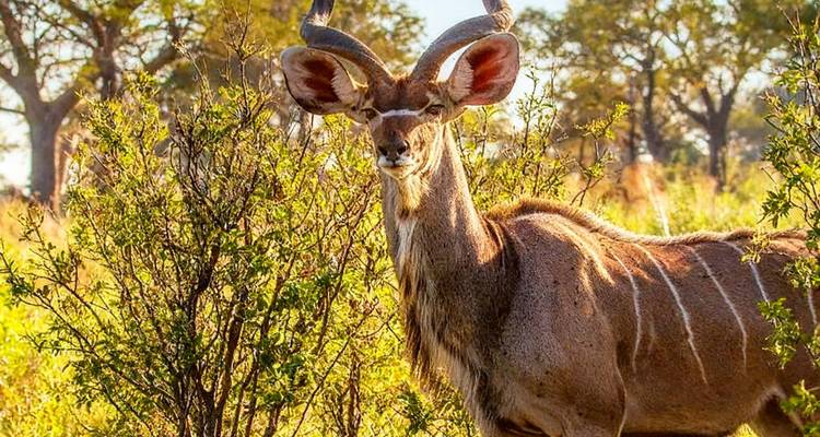 A sharp portrait of a greater kudu standing among sunlit shrubs on African savanna grassland.