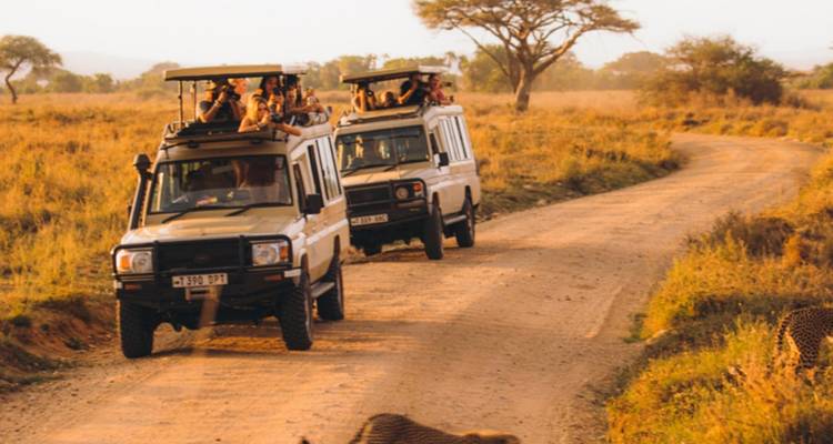 Safari vehicles on a dirt road during a wildlife tour.