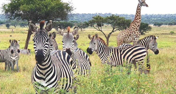 Giraffe and zebras in a grassy savannah landscape.