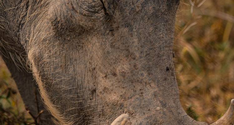 Close-up of a gray animal's textured skin.