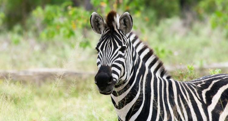 Close-up of a zebra standing in tall grass with a soft green forested background.