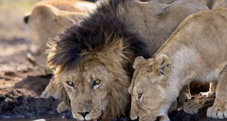 Male lion with two lionesses drinking at a muddy waterhole, intense gaze toward the camera.