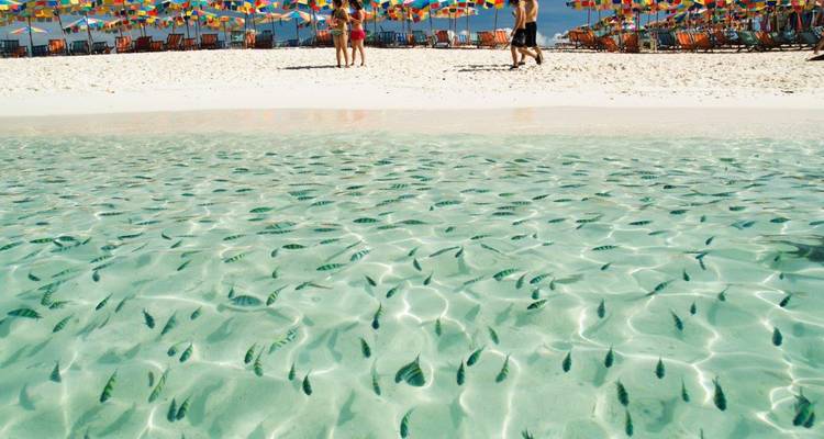 Klares Wasser mit Fischen, Strand im Hintergrund mit Sonnenschirmen und Menschen.
