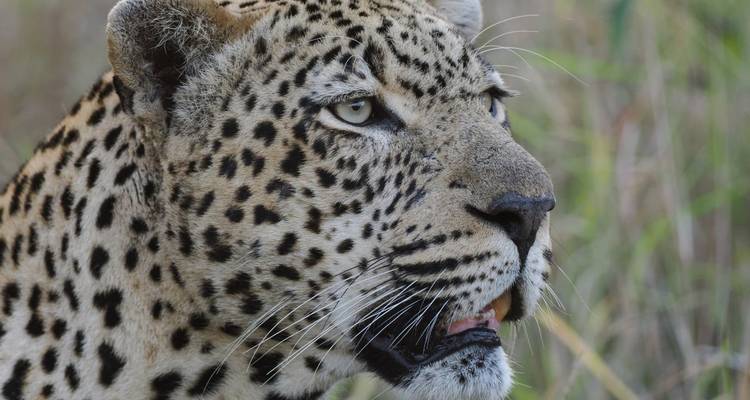 Nahaufnahme eines Leoparden in der Wildnis.