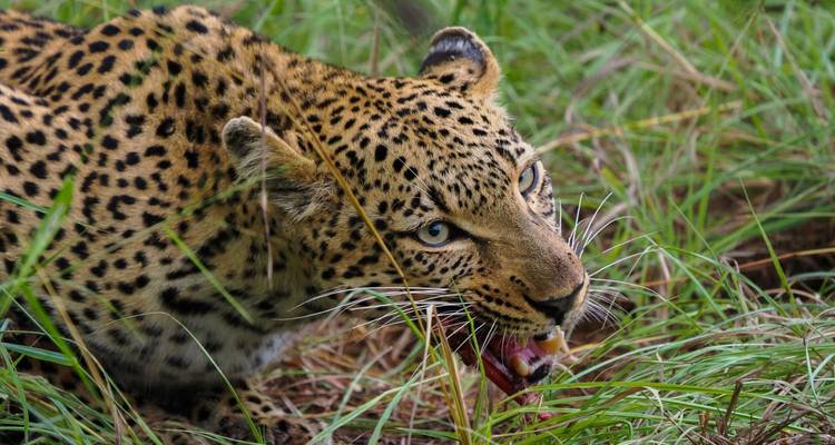 Leopard, der zwischen hohem Gras frisst.