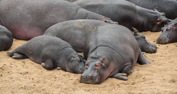 Groupe d'hippopotames au repos couchés sur un sol sablonneux.