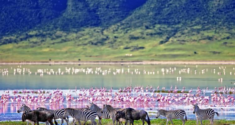 Zebras and flamingos by a water body in the savannah.