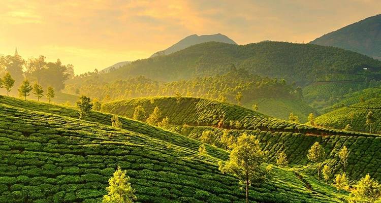 Lush tea plantations under golden sunlight.