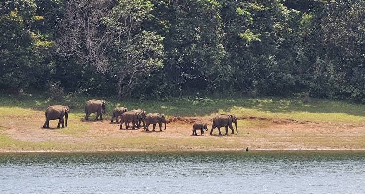 Herd of elephants near a forested lake shore.