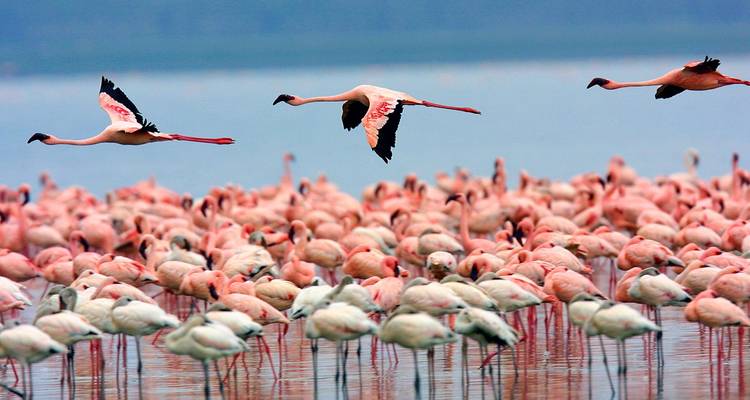 Flock of flamingos flying over a large gathering at the water.