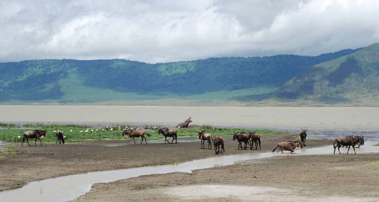 Grazing wildebeests by a watering hole in a vast landscape.