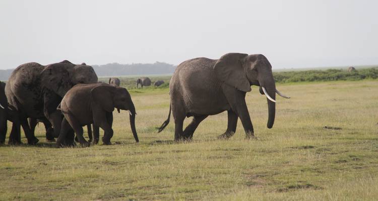 Herd of elephants walking across an open grassland.