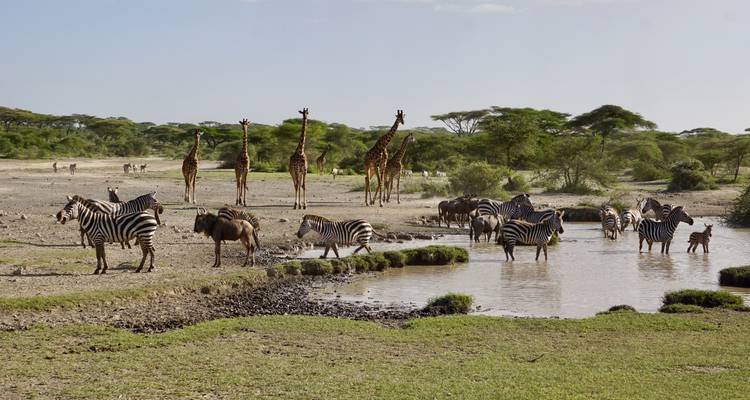 Giraffes and zebras near a water body in savannah.