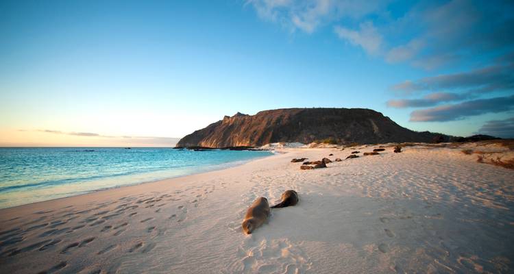 Plage ensoleillée avec des lions de mer se reposant sur le sable.