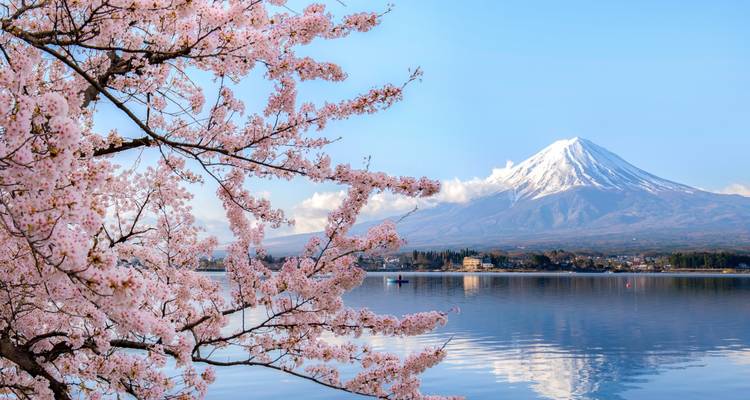 Cherry blossoms framing Mount Fuji across a lake.