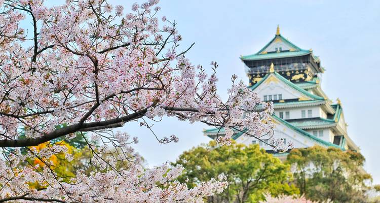 Cherry blossoms with a view of a traditional Japanese castle.
