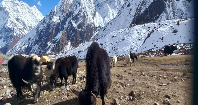 Yaks grazing in a snowy mountain valley