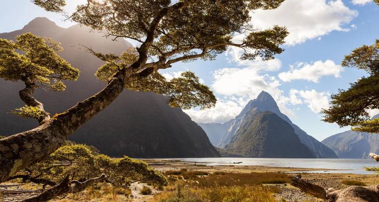 Dramatic view of Mitre Peak towering over the still waters of Milford Sound framed by a gnarled tree.