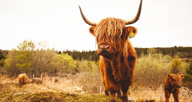 Nahaufnahmeporträt einer zotteligen Hochlandrind mit großen Hörnern, das in einem rustikalen schottischen Landschaftsfeld steht.