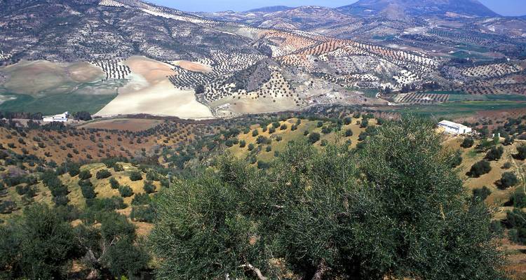 Vue panoramique sur un paysage de vergers d'oliviers en damier et la campagne vallonnée d'Andalousie.