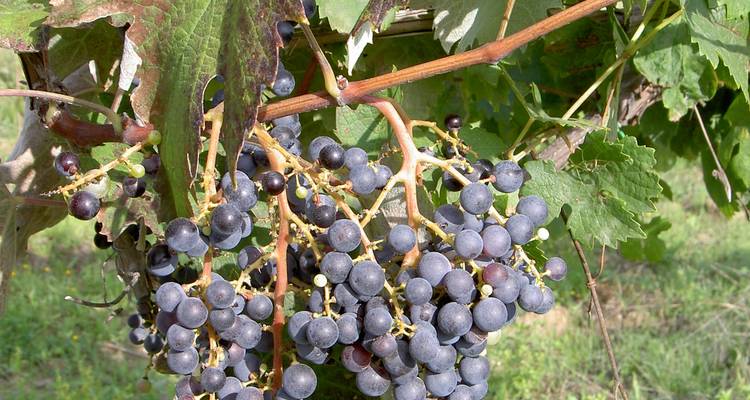 Primer plano de un racimo de uvas oscuras y maduras colgando de una vid bajo la luz del día brillante.