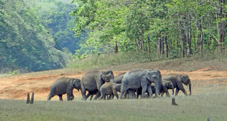 Een kudde olifanten die door een dicht boslandschap loopt.