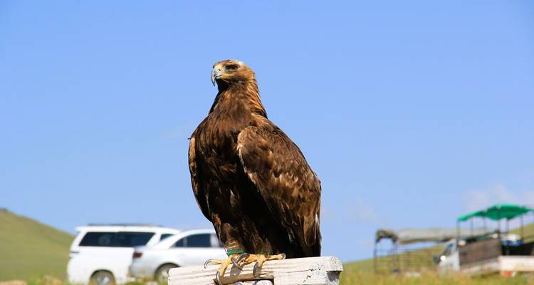 Un aigle royal majestueux se perche sur un support en bois contre un ciel bleu éclatant tandis que des véhicules sont garés au loin.