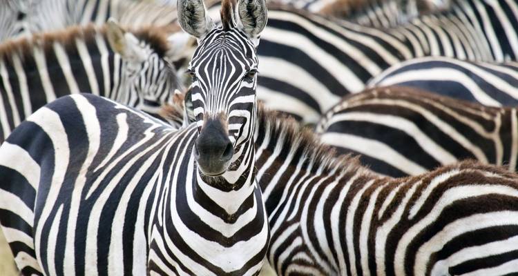 Nahaufnahme von Zebras in einer Herde, wobei eines in die Kamera schaut.