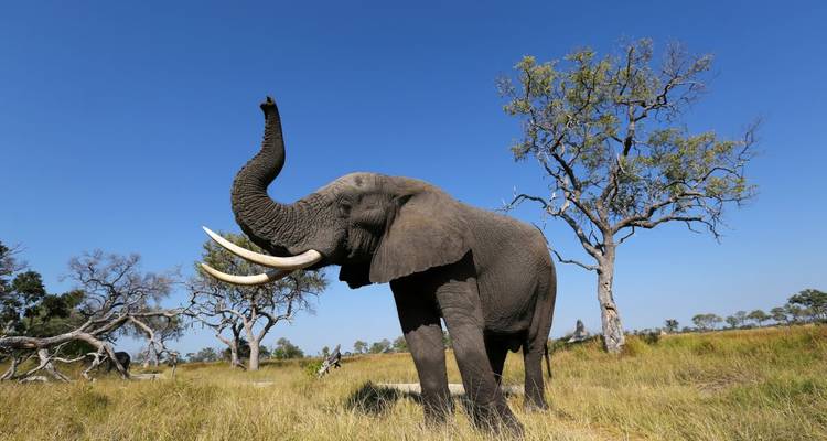 Elefant, der seinen Rüssel in einem Grasland unter klarem blauem Himmel hebt.