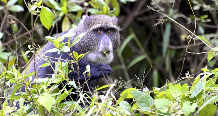 Affe sitzt inmitten dichtem Laub und frisst.