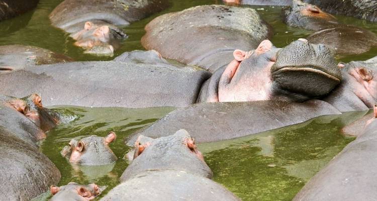 Nahaufnahme von Nilpferden, die in einem schlammigen Wasserbecken ruhen.