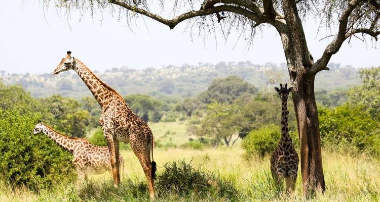 Giraffen stehen unter einem Baum in einer grasbewachsenen Savanne.