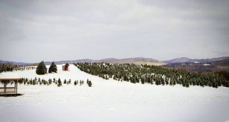 Rolling snowy landscape dotted with rows of evergreen Christmas trees and a small wooden cabin.