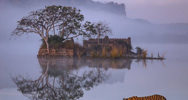 Misty dawn over a lake with a small ruined structure on an island and a tiger walking along the shore.