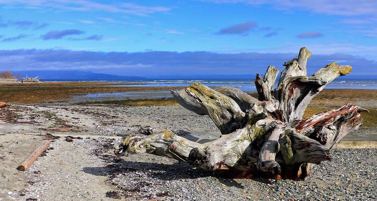Gros tronc de bois flotté usé par les intempéries sur une plage de galets avec des bassins de marée peu profonds et l'océan bleu sous un ciel dégagé.