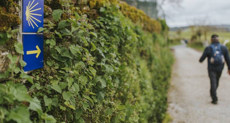 Een persoon die langs een pad loopt met groen gebladerte en een camino-bord.