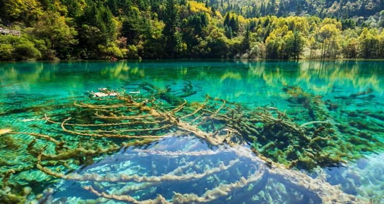 Lago turquesa cristalino con árboles sumergidos y vista del bosque.