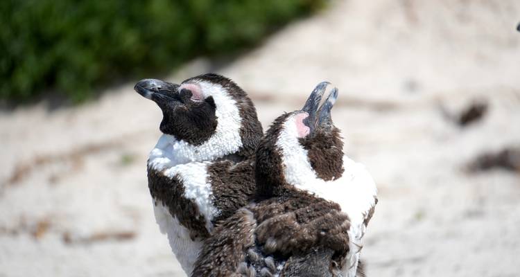 Nahaufnahme von zwei afrikanischen Pinguinen, die auf einem sandigen Strand mit grünem Laub im Hintergrund ruhen