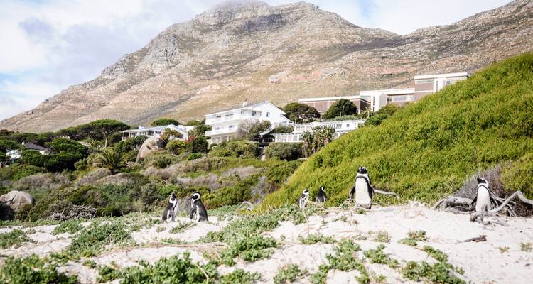 Pinguine, die an einem Sandstrand mit Küstenhäusern und einer rauen Bergkulisse umherwandern