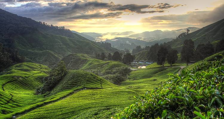 Tea plantations with rolling green hills during sunrise.